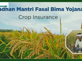 PM Fasal Bima Yojana : Now farmers have no tension due to floods and rains! Government will give compensation, take advantage like this