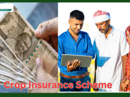 Crop Insurance Scheme: Big News! Farmers can get Rabi crops insured till 31st December, insurance rate fixed