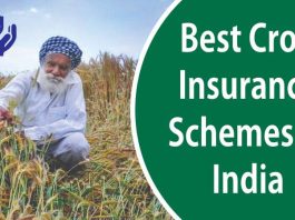 Crop insurance: Farmers should get their crops insured by this date, there is no need for those with loans to go