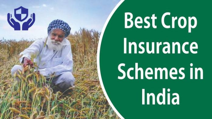 Crop insurance: Farmers should get their crops insured by this date, there is no need for those with loans to go