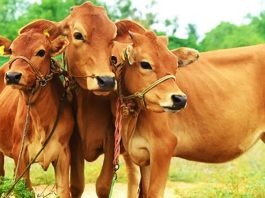 Pashudhan Beema Yojna : Livestock owners should get their animals insured, up to 90% discount is available on premium, know the whole process