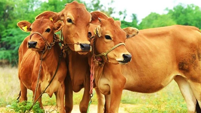 Pashudhan Beema Yojna : Livestock owners should get their animals insured, up to 90% discount is available on premium, know the whole process