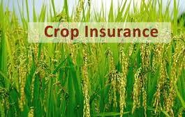 Crop Insurance : Save your crops from natural disaster, get insurance done immediately, 31 December is the last date