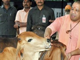 Yogi government implemented livestock insurance scheme, cow insurance is being done for Rs 156