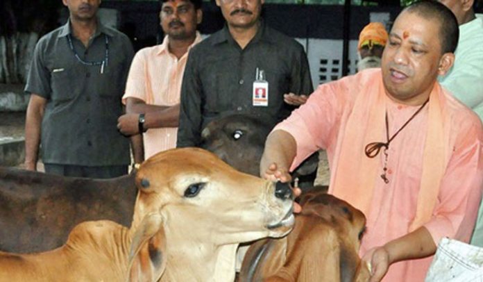 Yogi government implemented livestock insurance scheme, cow insurance is being done for Rs 156