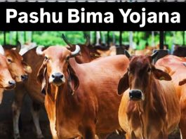 Pashu Bima Yojana: Big relief for cattle keepers! More than 20 lakh animals covered under Mangala Pashu Bima Yojana, insurance benefits will be available soon