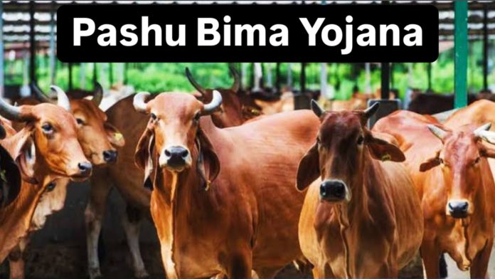 Pashu Bima Yojana: Big relief for cattle keepers! More than 20 lakh animals covered under Mangala Pashu Bima Yojana, insurance benefits will be available soon